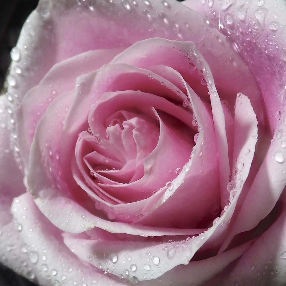 Raindrops and Roses III art print by Monika Burkhart for $57.95 CAD