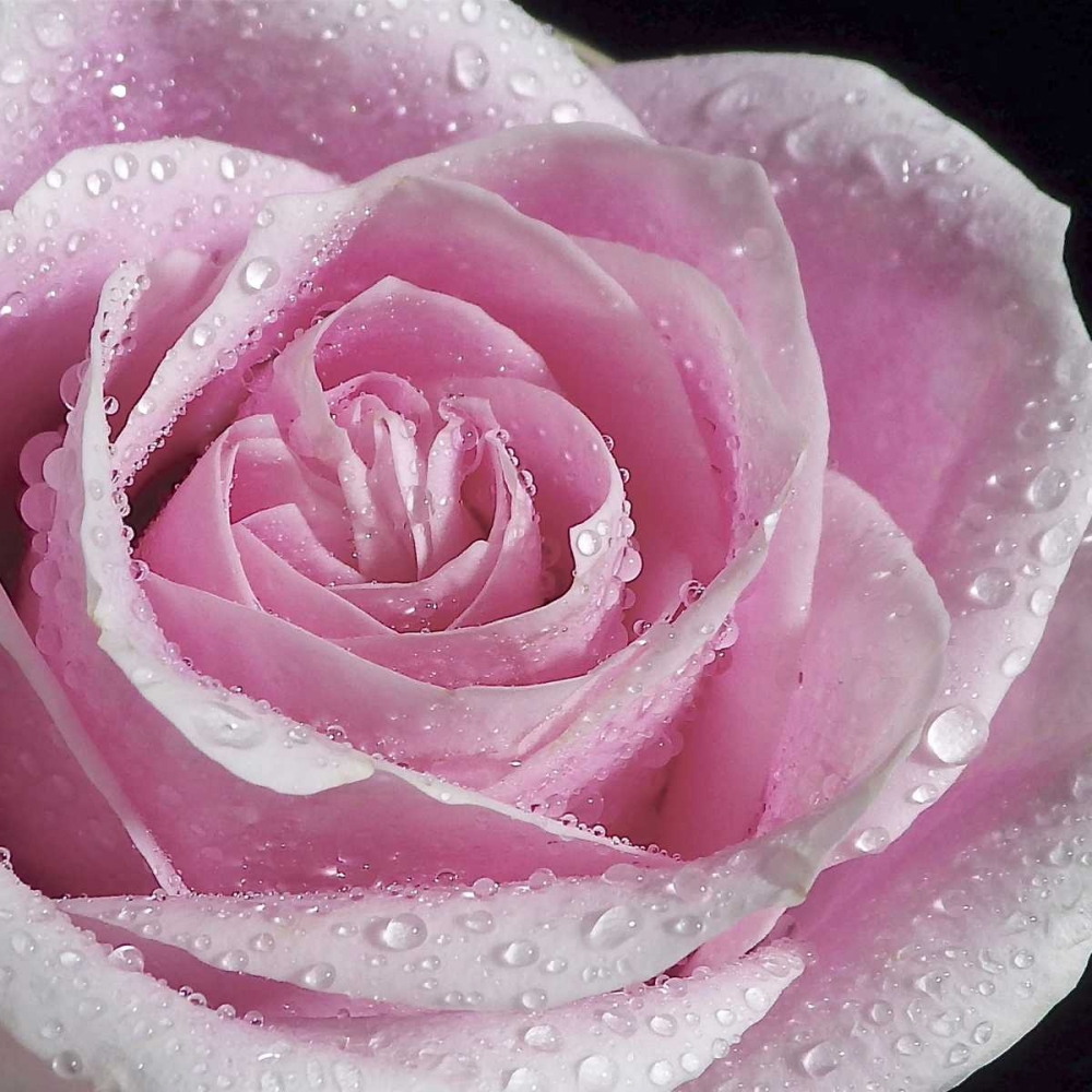 Raindrops and Roses IV art print by Monika Burkhart for $57.95 CAD
