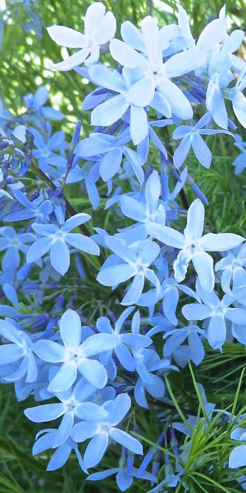 Variations in Blue I art print by Monika Burkhart for $57.95 CAD