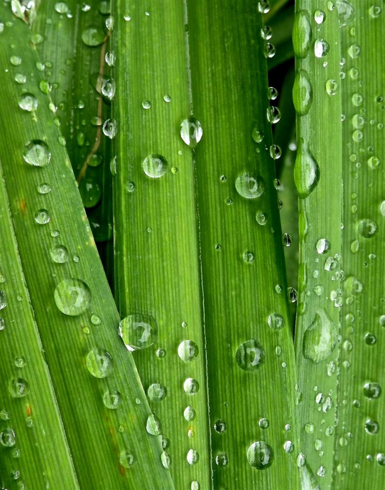 April Rain I art print by Monika Burkhart for $57.95 CAD