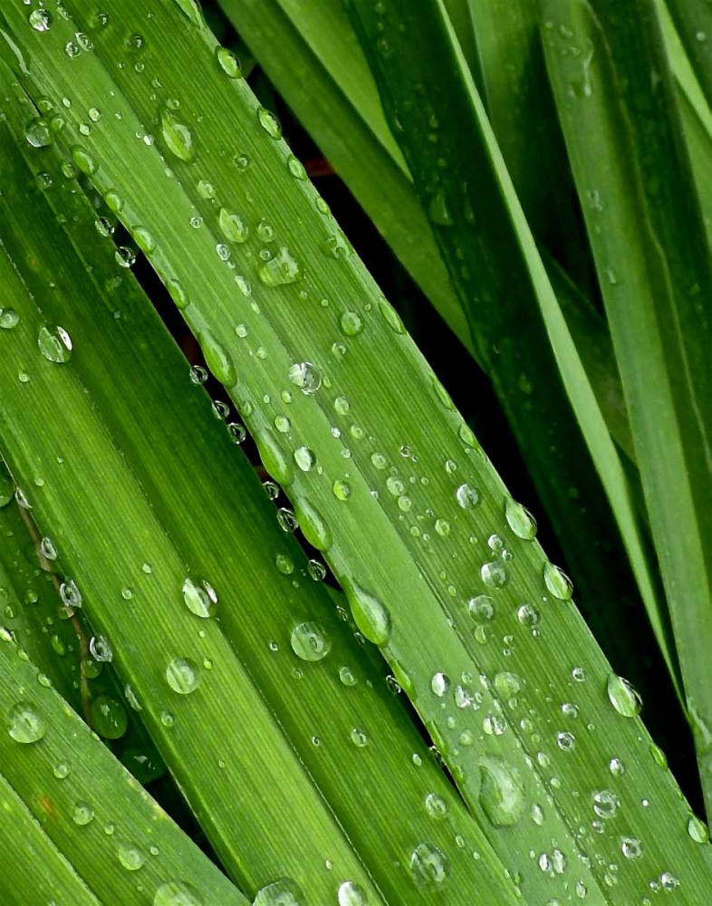 April Rain II art print by Monika Burkhart for $57.95 CAD