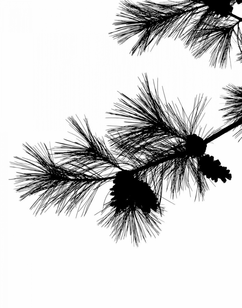 Pine Soliloquy I art print by Monika Burkhart for $57.95 CAD