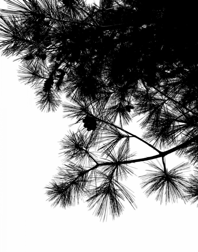 Pine Soliloquy II art print by Monika Burkhart for $57.95 CAD