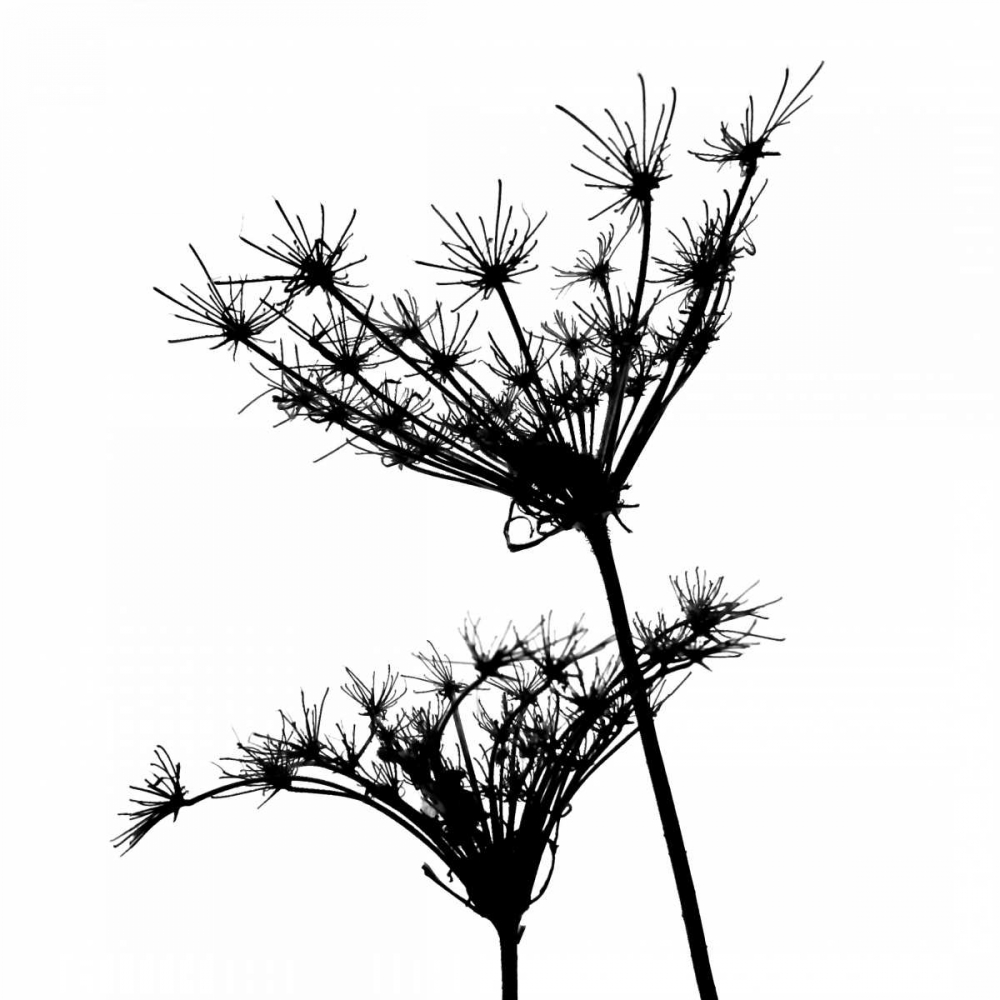 Silhouette daΓé¼Γäóesprit II art print by Monika Burkhart for $57.95 CAD