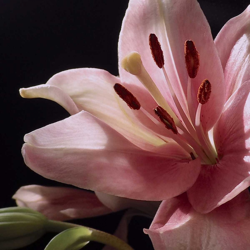 Pink Translucence I art print by Monika Burkhart for $57.95 CAD