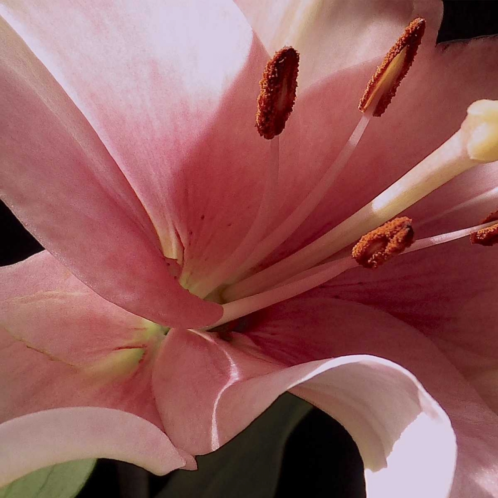 Pink Translucence II art print by Monika Burkhart for $57.95 CAD