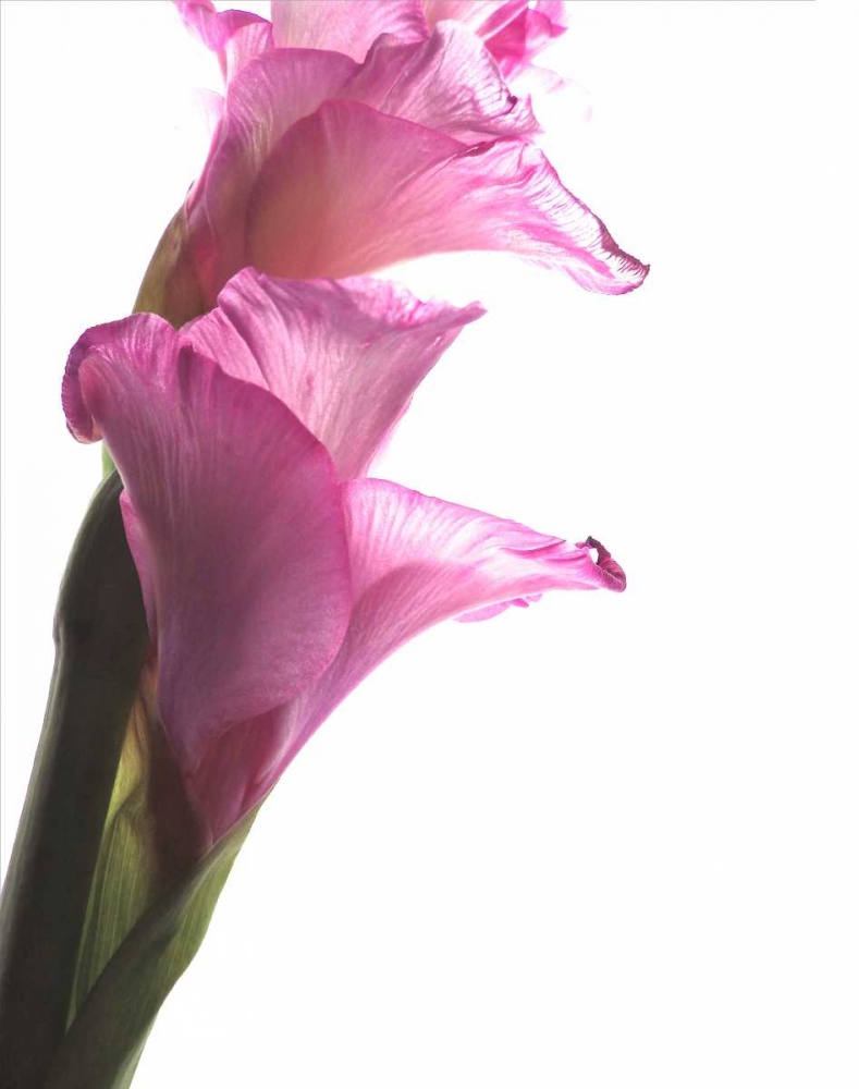 Beauty in the Bloom I art print by Monika Burkhart for $57.95 CAD