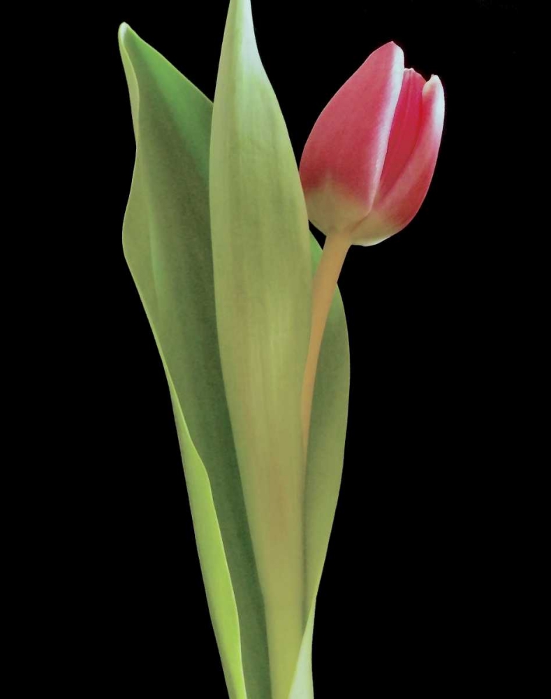 Blush of Spring I art print by Monika Burkhart for $57.95 CAD