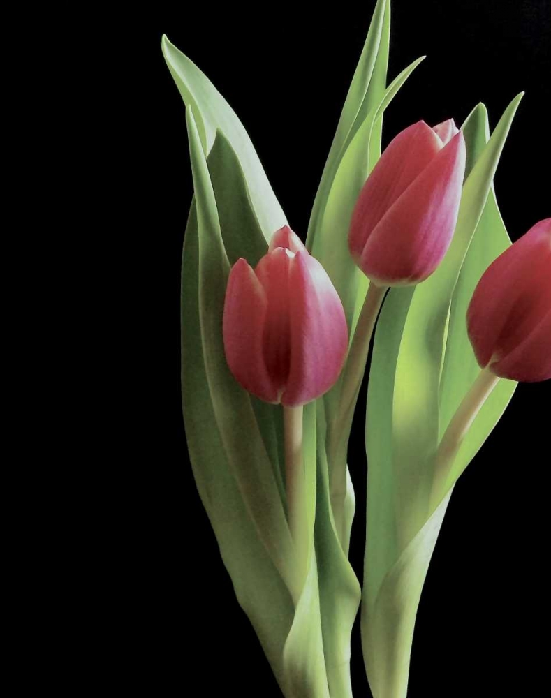 Blush of Spring II art print by Monika Burkhart for $57.95 CAD