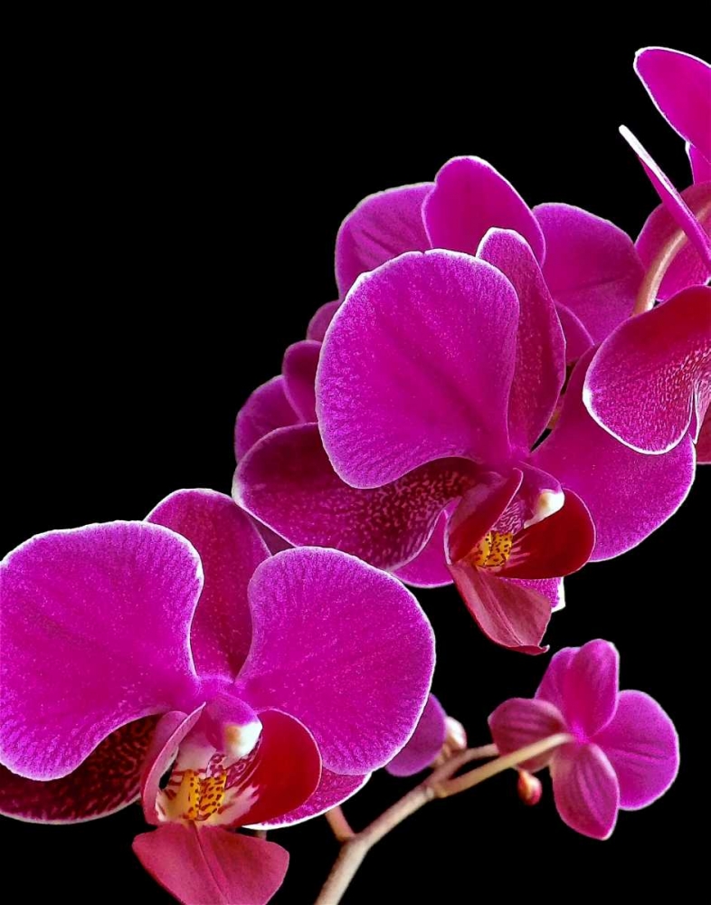 Orchid Essence I art print by Monika Burkhart for $57.95 CAD