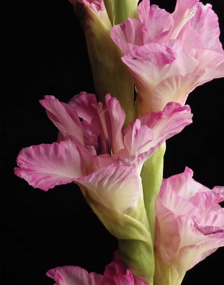 Pink Quintessence art print by Monika Burkhart for $57.95 CAD