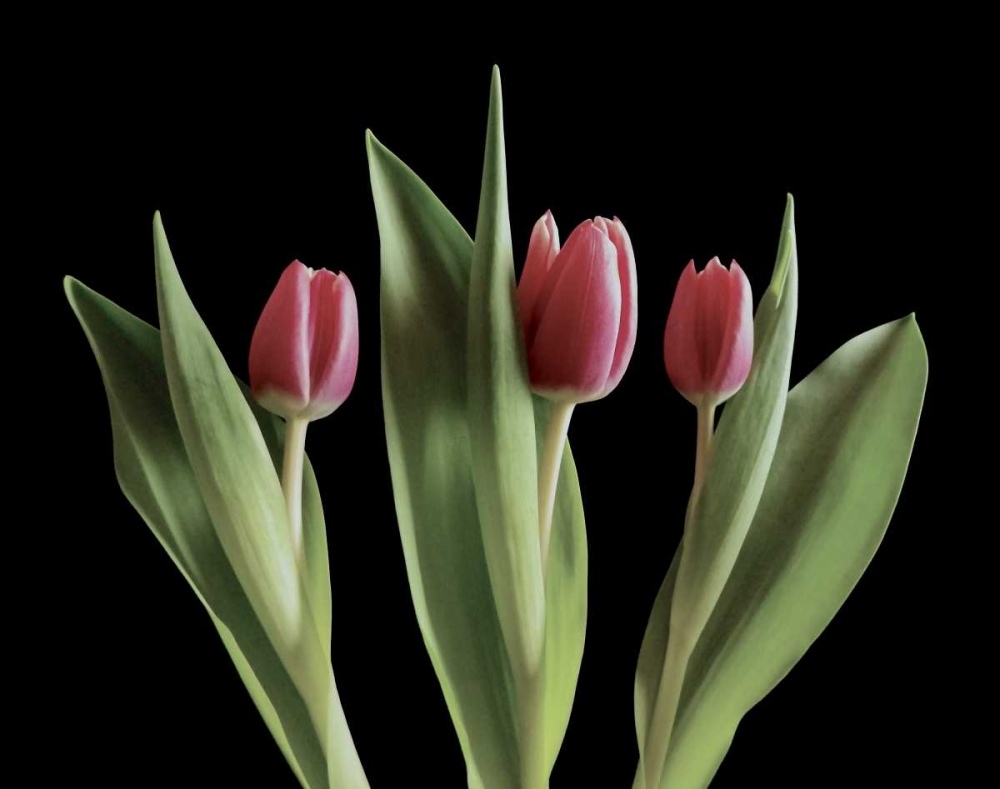 Blush of Spring III art print by Monika Burkhart for $57.95 CAD