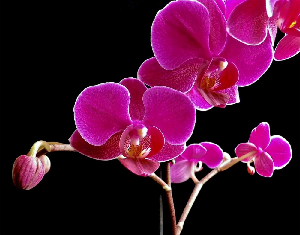 Orchid Essence II art print by Monika Burkhart for $57.95 CAD