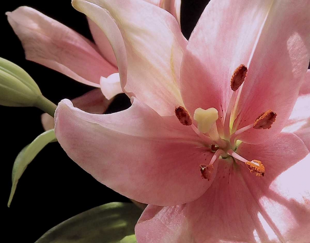 Pink Translucence III art print by Monika Burkhart for $57.95 CAD