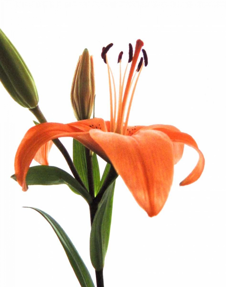 Daylily I art print by Monika Burkhart for $57.95 CAD