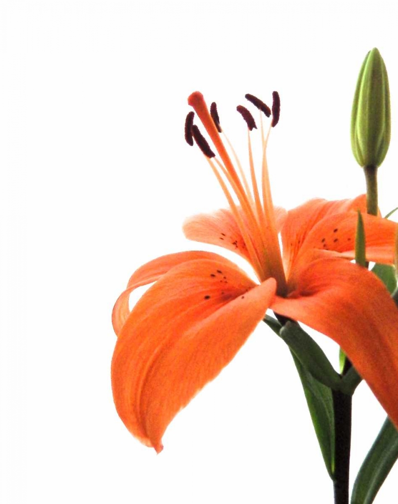 Daylily II art print by Monika Burkhart for $57.95 CAD