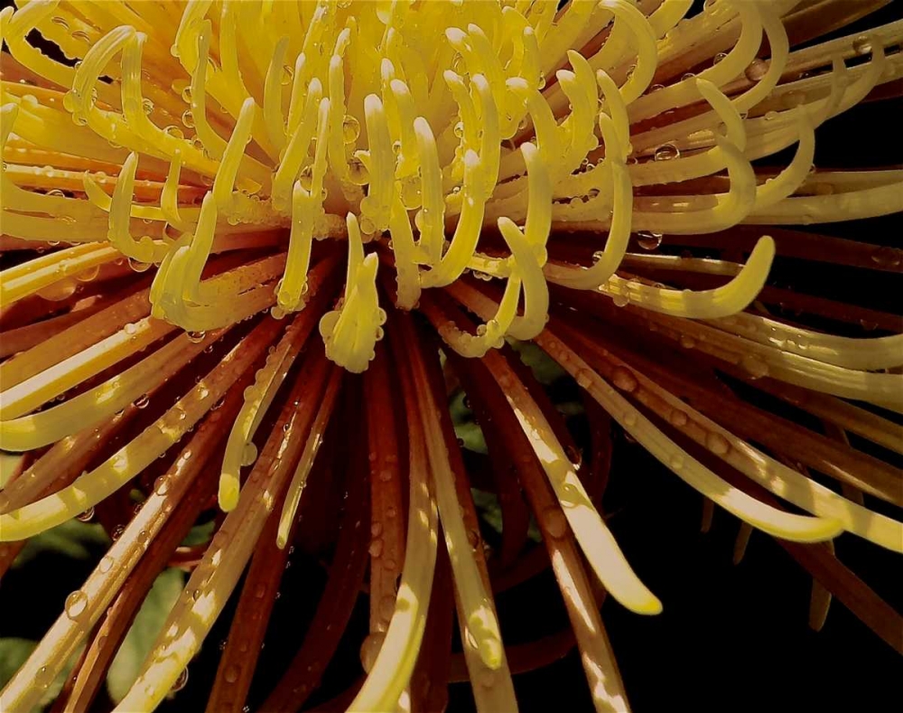 Sun Dance I art print by Monika Burkhart for $57.95 CAD