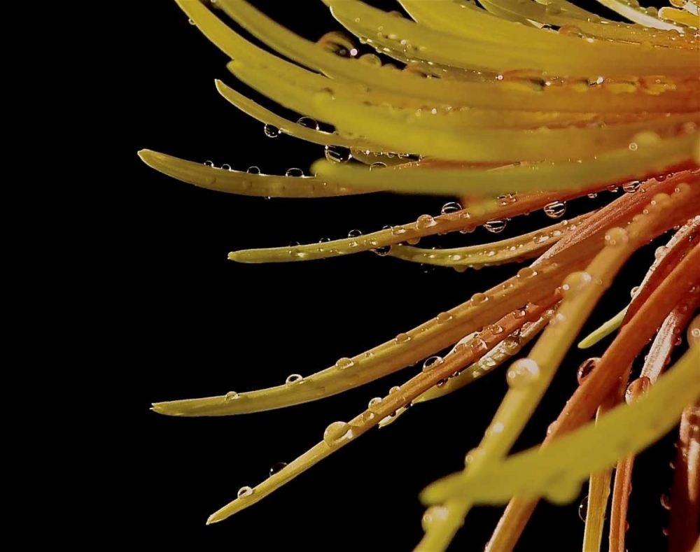 Sun Dance II art print by Monika Burkhart for $57.95 CAD