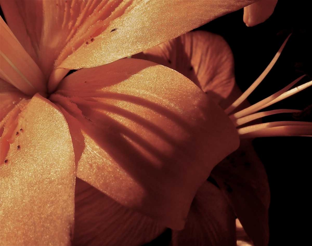 Exotique I art print by Monika Burkhart for $57.95 CAD