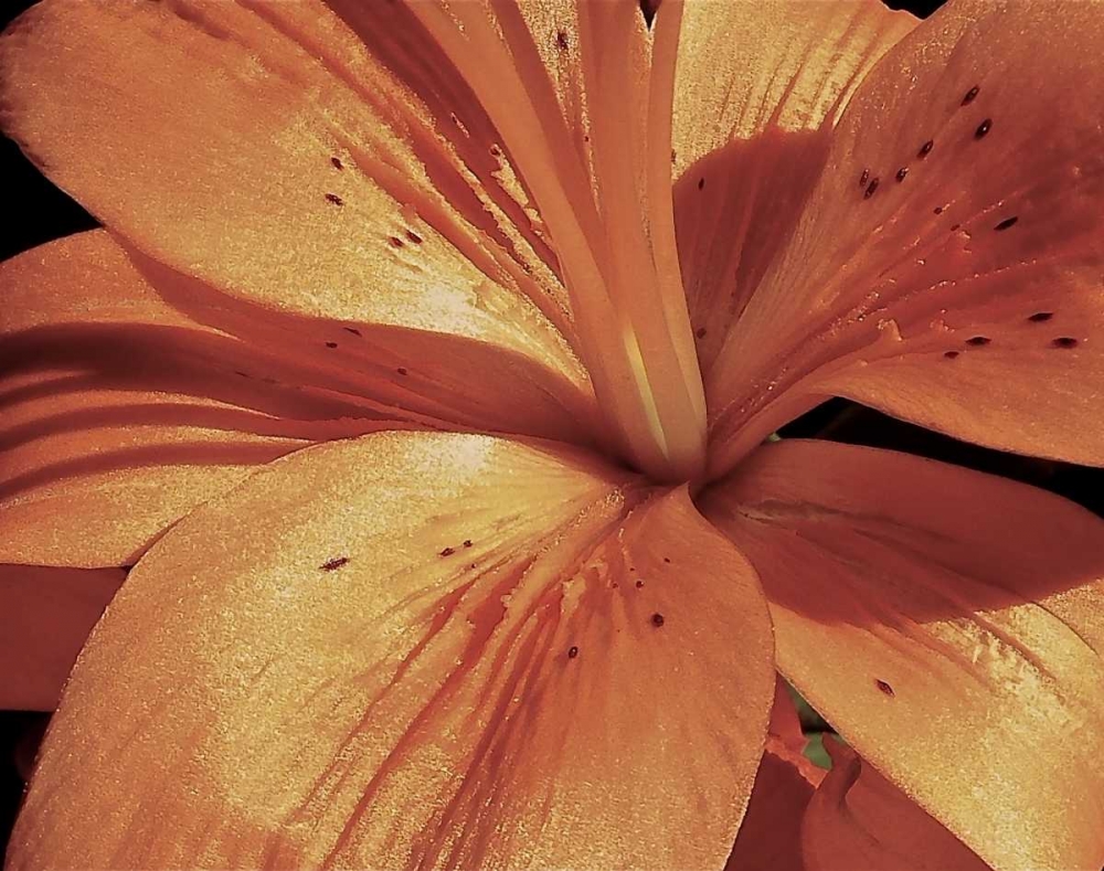 Exotique II art print by Monika Burkhart for $57.95 CAD