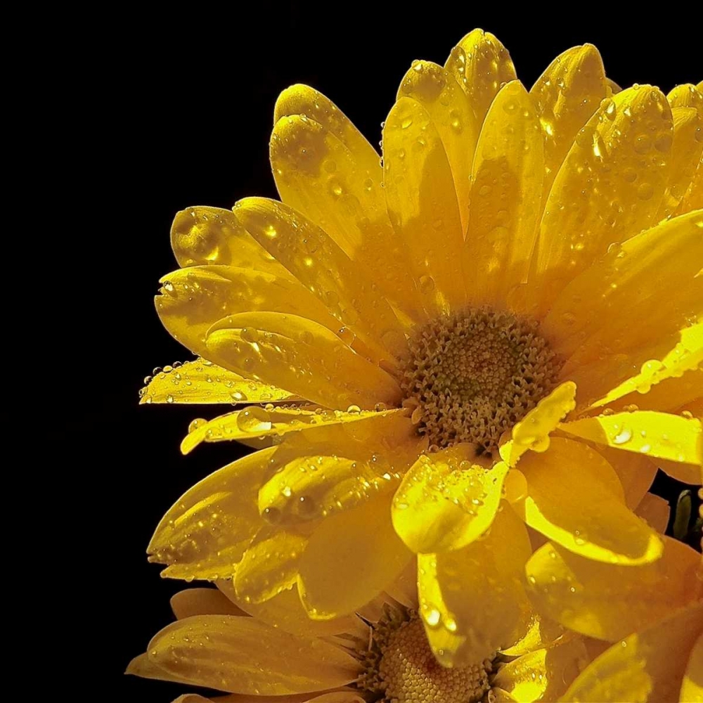 Sun Sparkled II art print by Monika Burkhart for $57.95 CAD