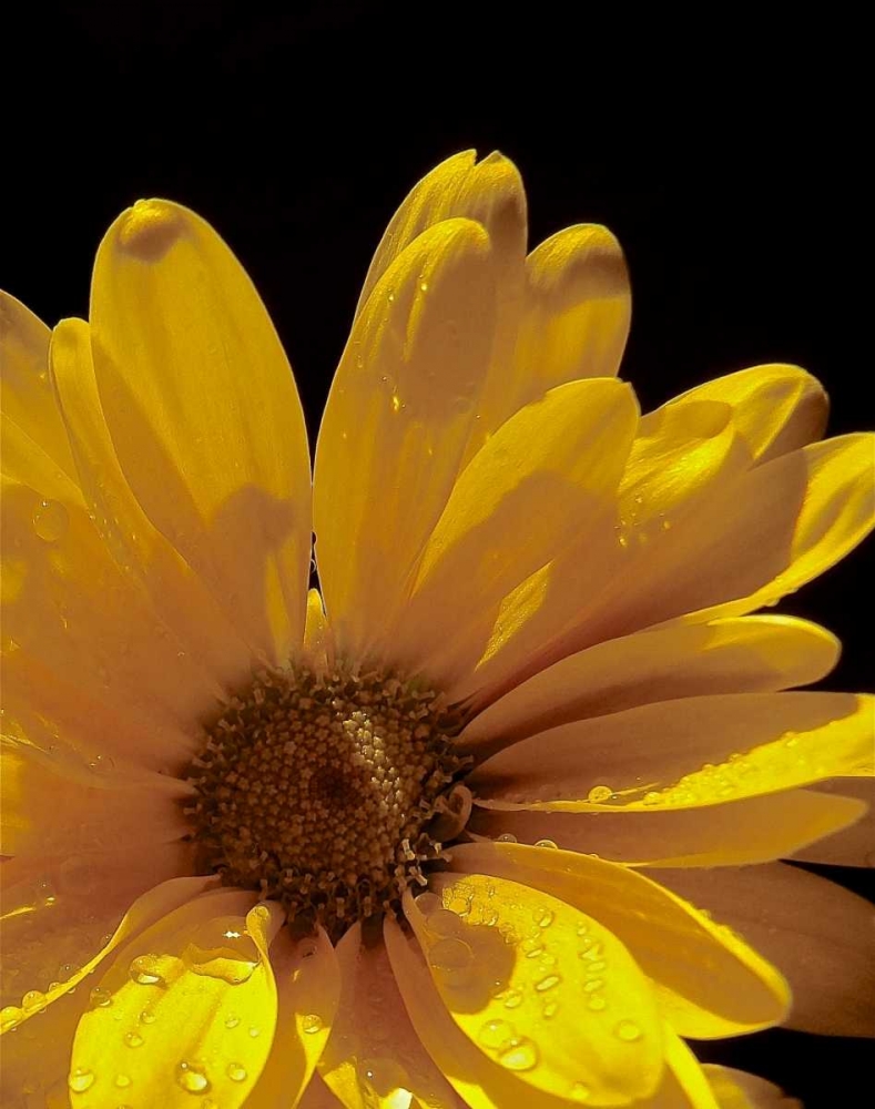 Sun Sparkled III art print by Monika Burkhart for $57.95 CAD