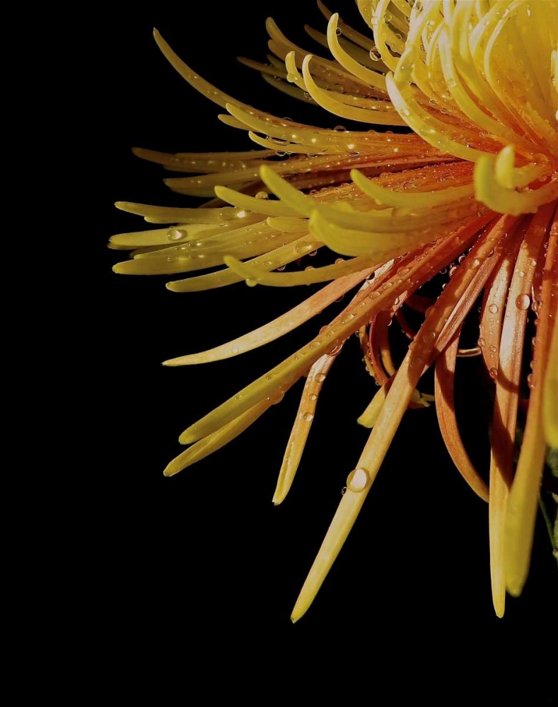 Sun Dance III art print by Monika Burkhart for $57.95 CAD