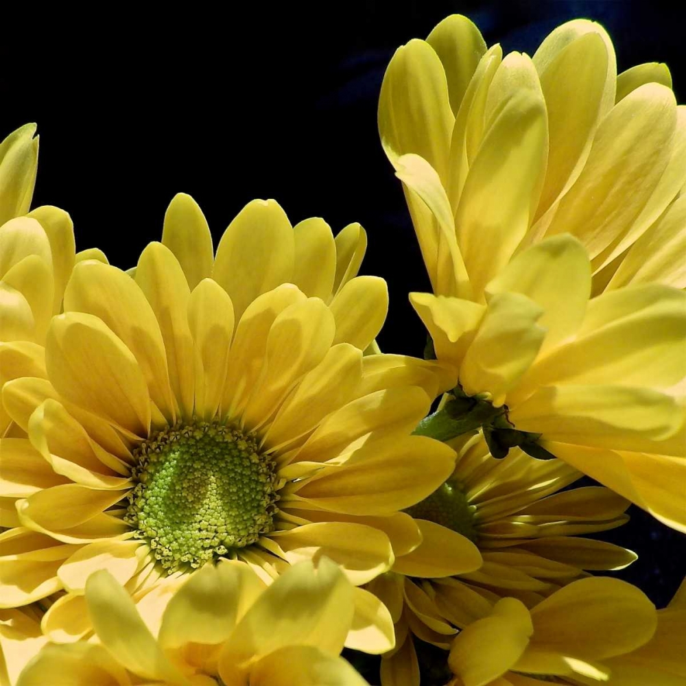 Daisy Dazzle II art print by Monika Burkhart for $57.95 CAD