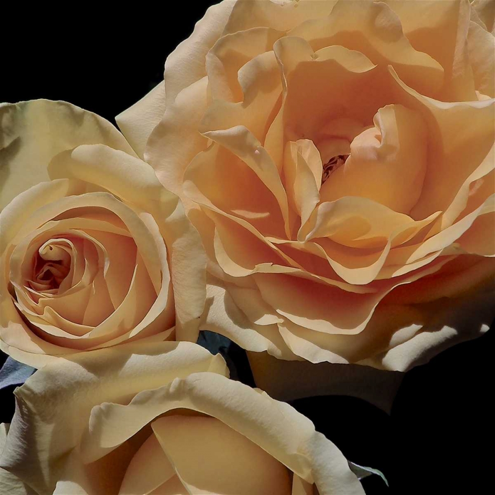 LEssence de la Rose II art print by Monika Burkhart for $57.95 CAD