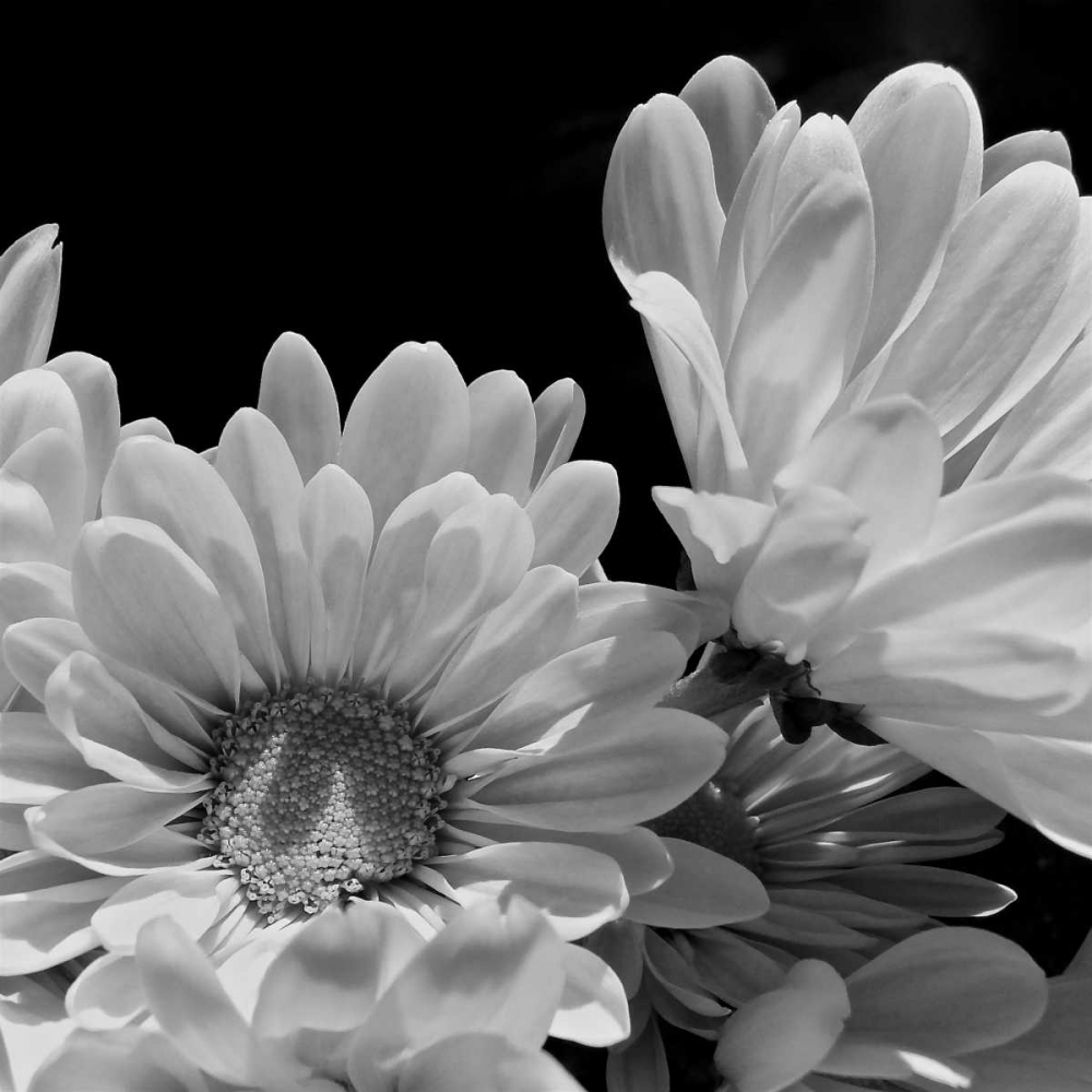 Daisy Dazzle BW I art print by Monika Burkhart for $57.95 CAD