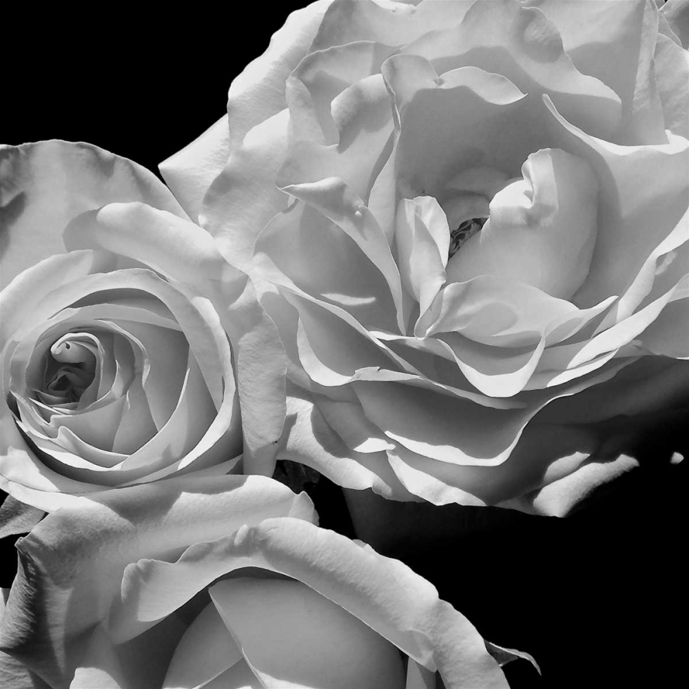 LEssence de la Rose BW I art print by Monika Burkhart for $57.95 CAD