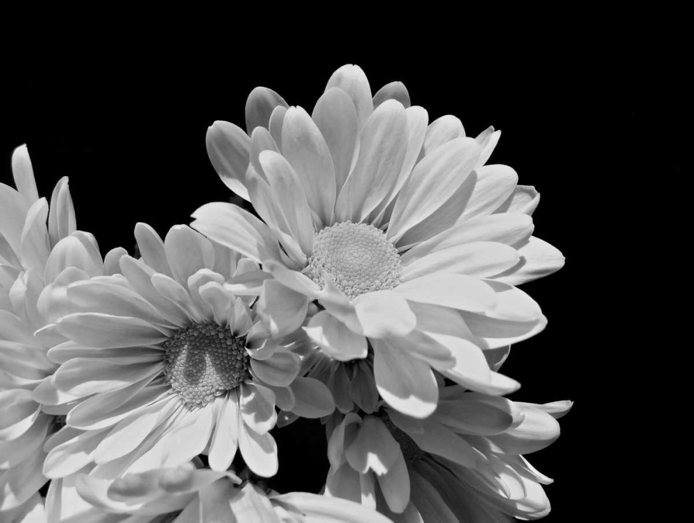 Daisy Dazzle BW II art print by Monika Burkhart for $57.95 CAD