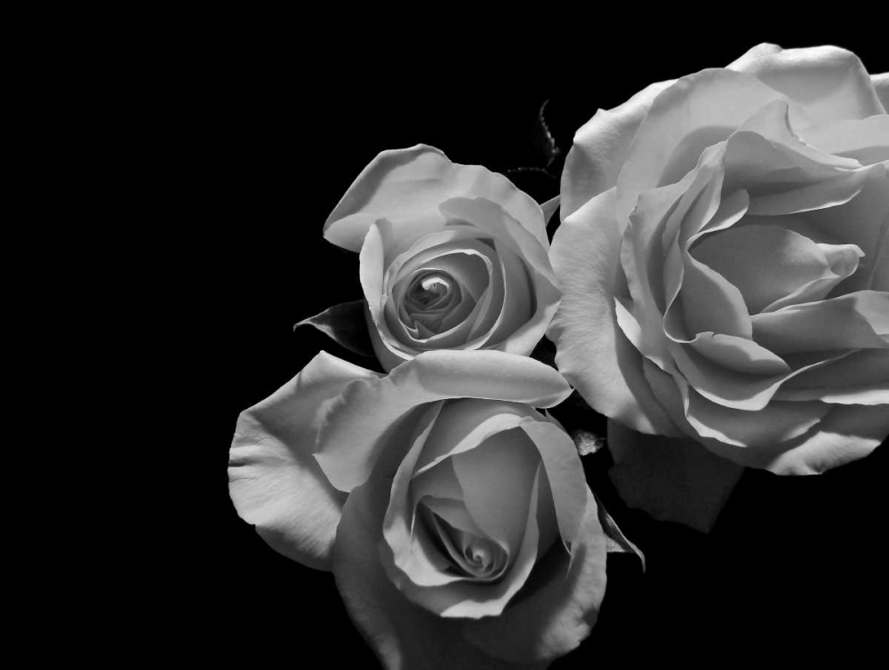 LEssence de la Rose BW II art print by Monika Burkhart for $57.95 CAD
