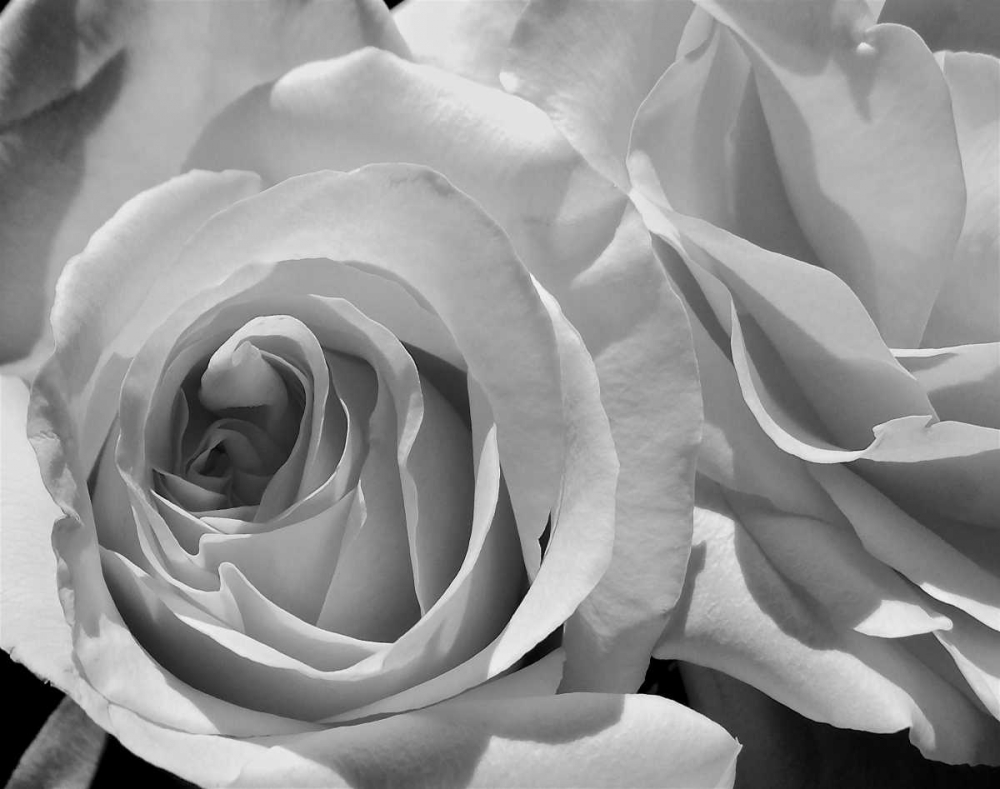 LEssence de la Rose BW III art print by Monika Burkhart for $57.95 CAD