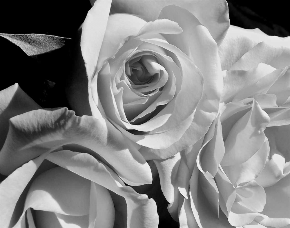 LEssence de la Rose BW IV art print by Monika Burkhart for $57.95 CAD