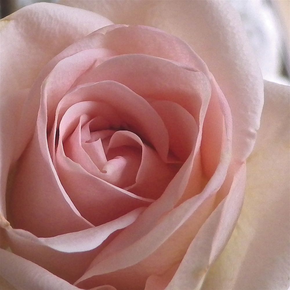 Salmon Rose Close-Up art print by Monika Burkhart for $57.95 CAD