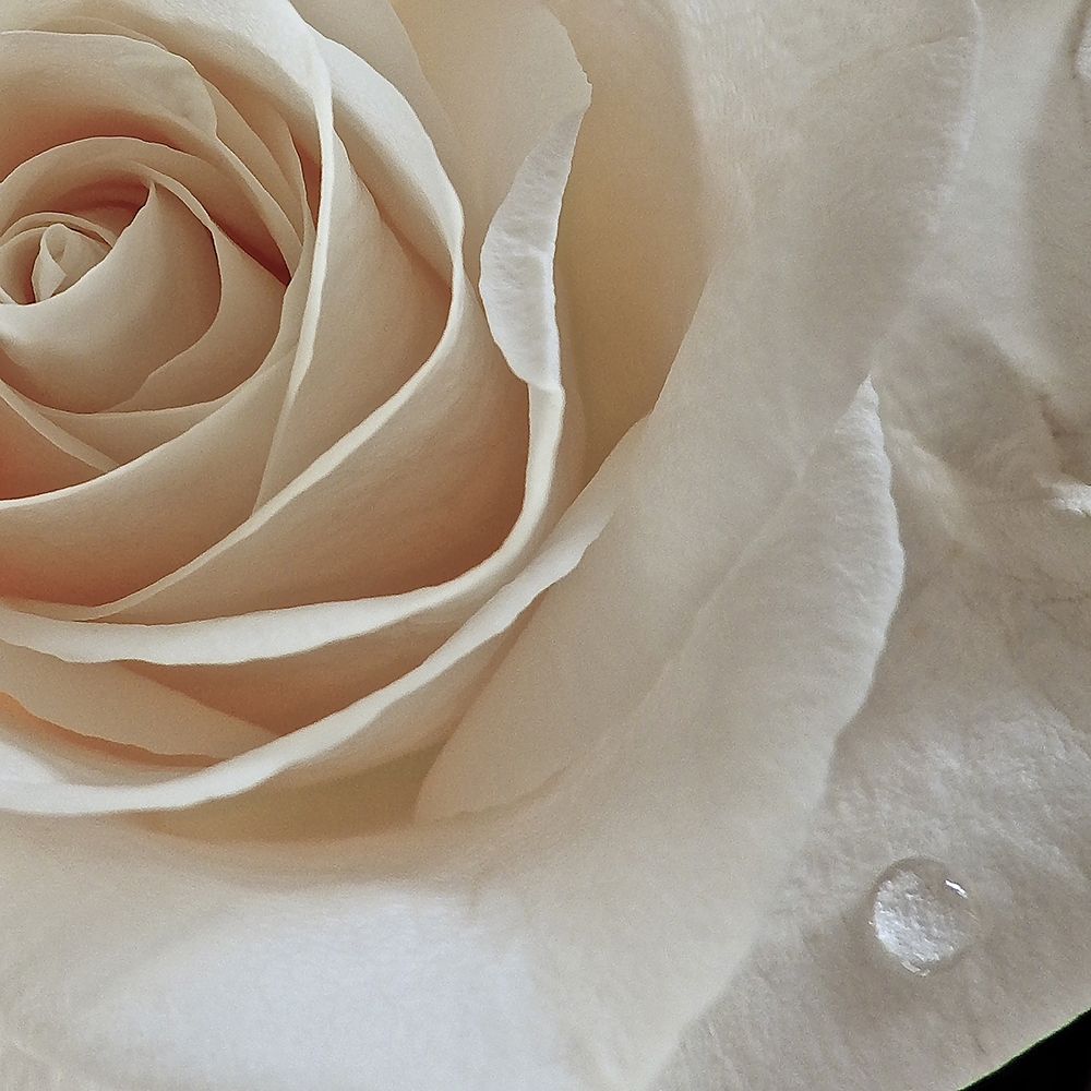 Rose Droplets art print by Monika Burkhart for $57.95 CAD