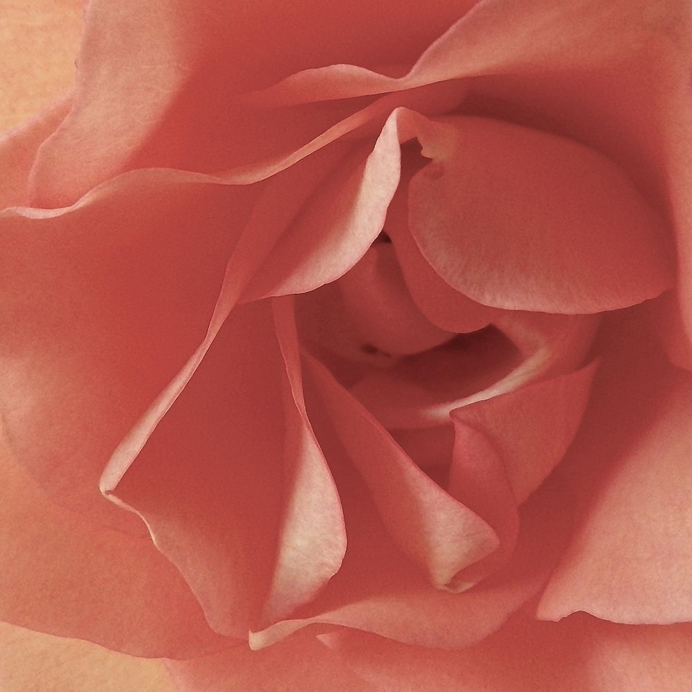 Coral Rose Close-Up I art print by Monika Burkhart for $57.95 CAD