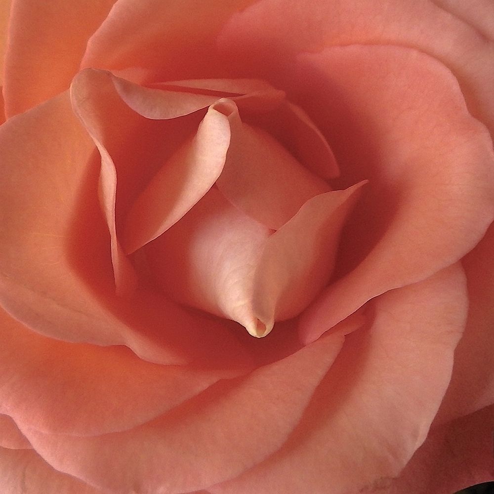 Coral Rose Close-Up II art print by Monika Burkhart for $57.95 CAD