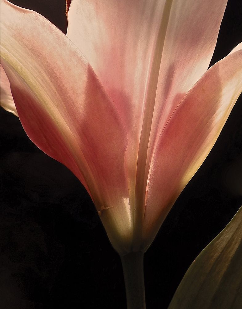 Blooming Peach Floral art print by Monika Burkhart for $57.95 CAD