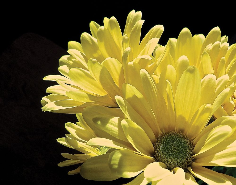 Yellow Daisy II art print by Monika Burkhart for $57.95 CAD