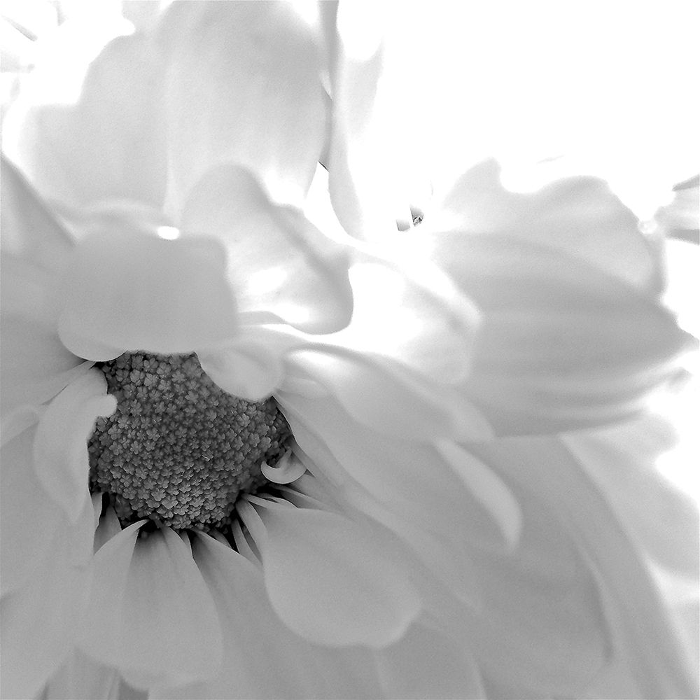 Blooming Daisy II BandW art print by Monika Burkhart for $57.95 CAD