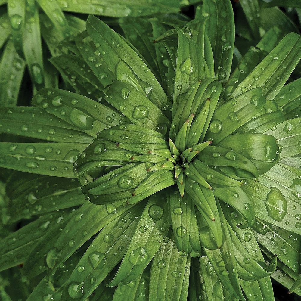 Nature Up-Close I art print by Monika Burkhart for $57.95 CAD