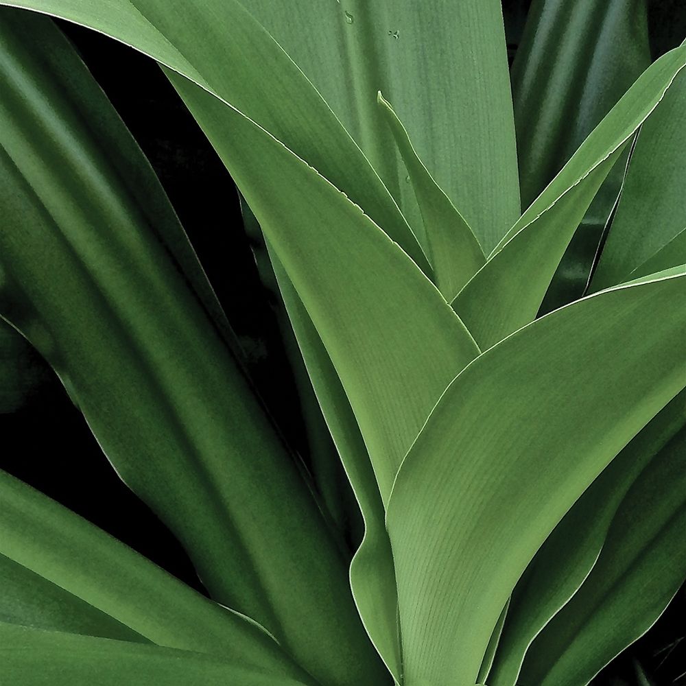 Nature Up-Close II art print by Monika Burkhart for $57.95 CAD
