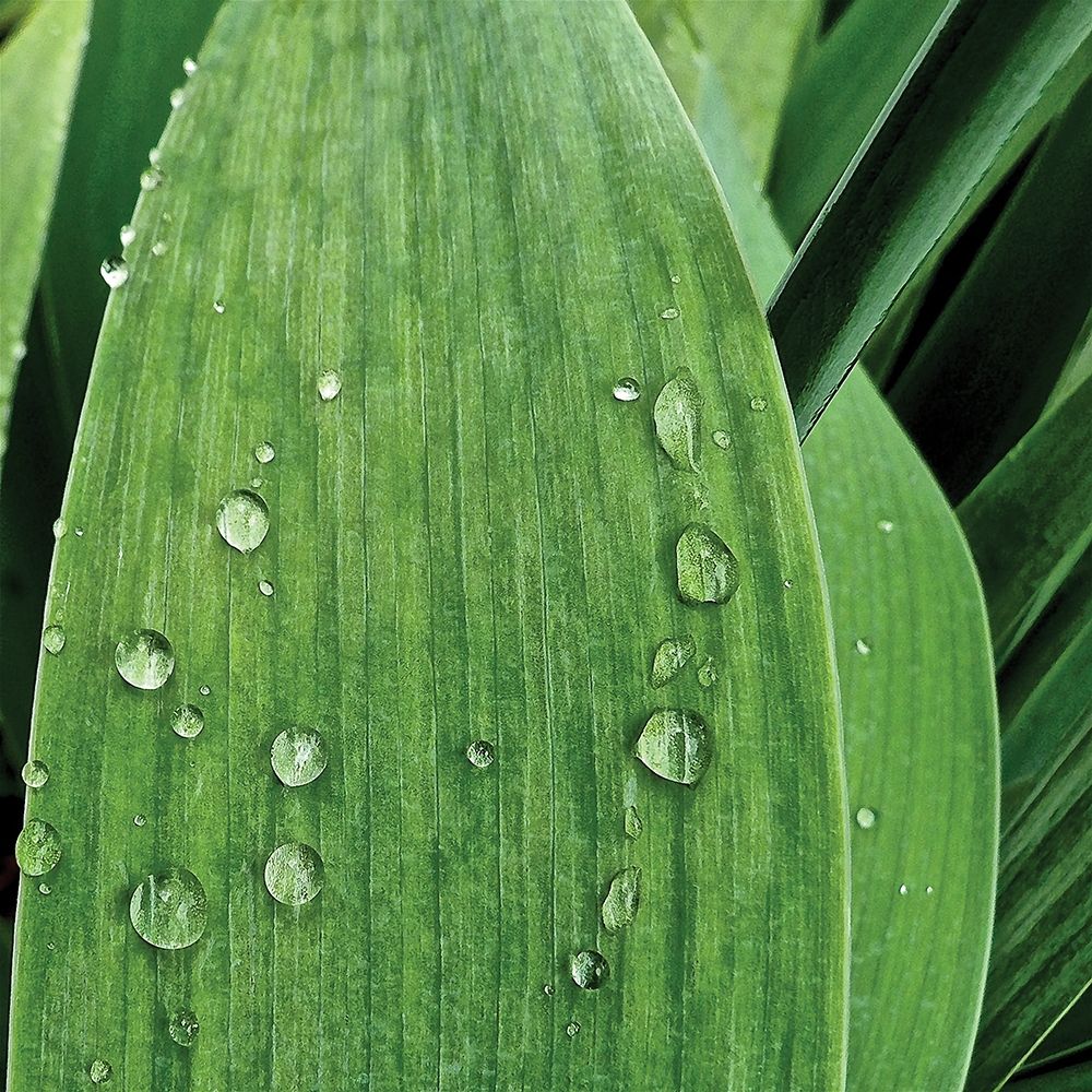 Nature Up-Close III art print by Monika Burkhart for $57.95 CAD