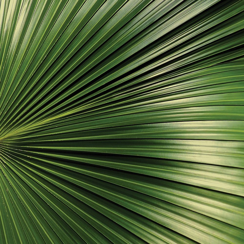 Nature Up-Close IV art print by Monika Burkhart for $57.95 CAD