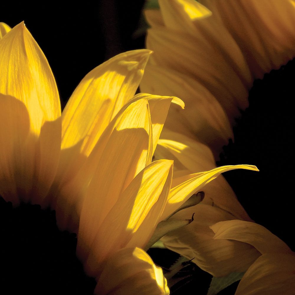 Sunlit Sunflowers V art print by Monika Burkhart for $57.95 CAD