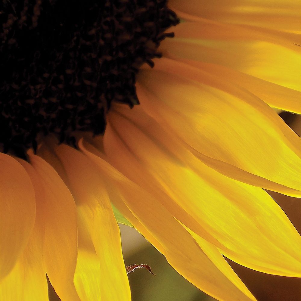 Sunlit Sunfloweres VI art print by Monika Burkhart for $57.95 CAD