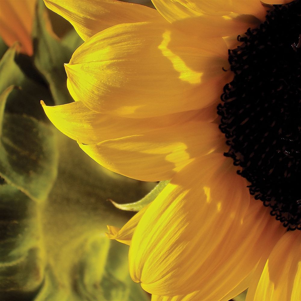 Sunlit Sunflowers VII art print by Monika Burkhart for $57.95 CAD