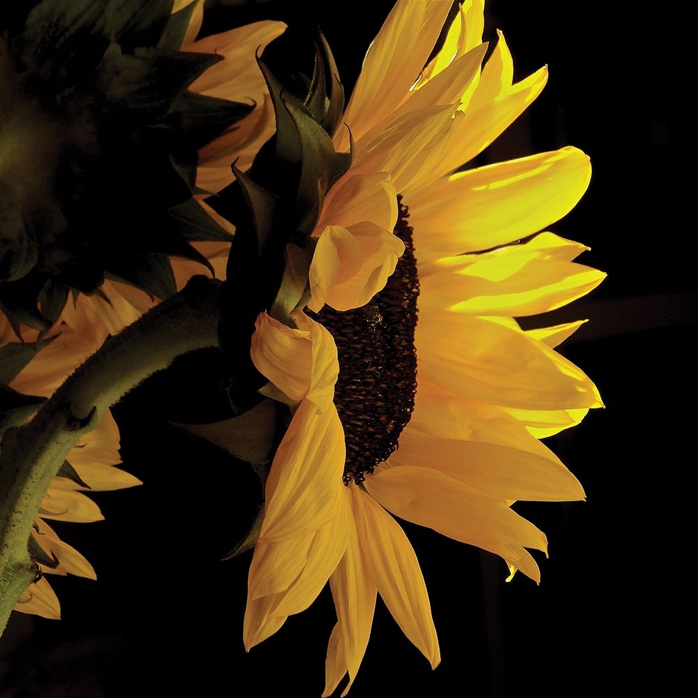 Sunlit Sunflowers VIII art print by Monika Burkhart for $57.95 CAD
